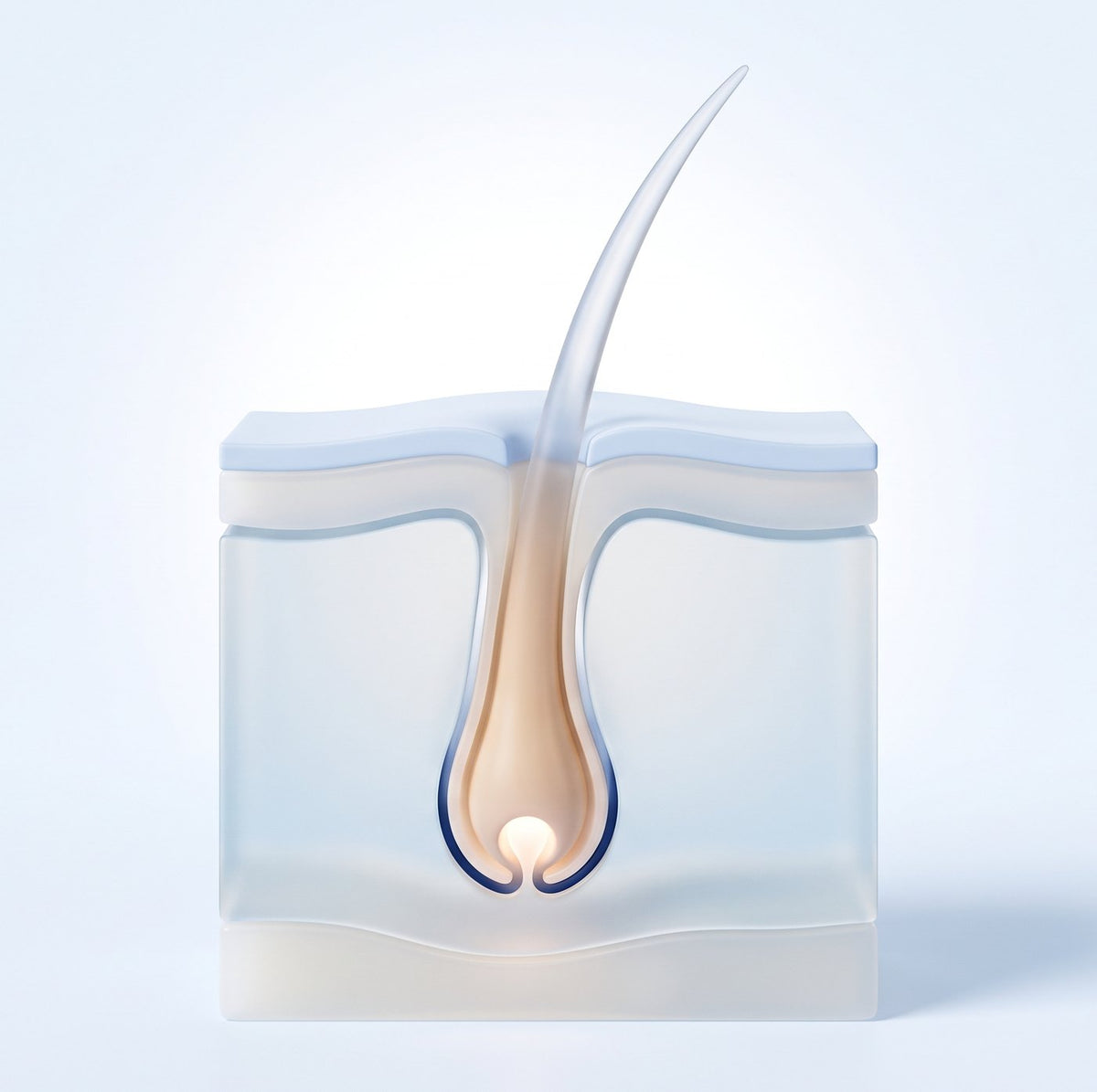 A hair follicle in the skin, cut open to show the root
